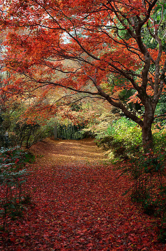 2020京都の紅葉・亀岡　内緒のお寺_f0032011_19363223.jpg