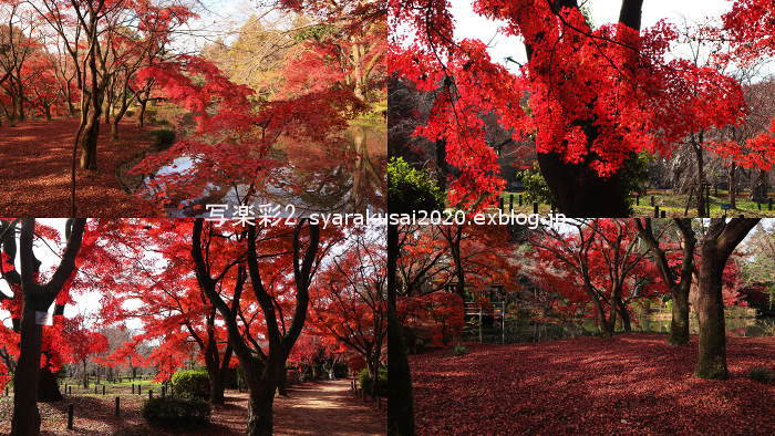 植物園に行く12月（2020年）10_b0398018_21505589.jpg