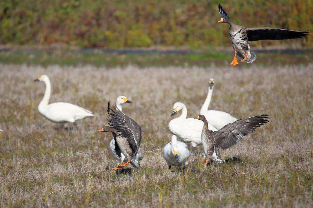 屋根の上を飛ぶ白鳥_e0403850_21425131.jpg