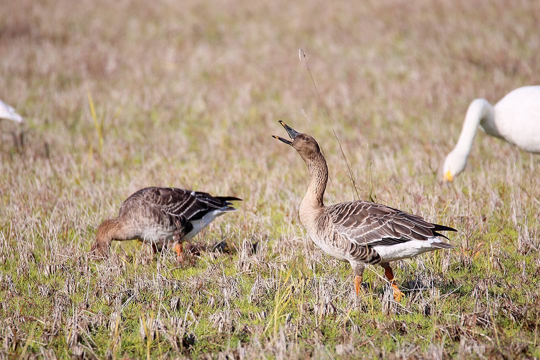 白鳥とヒシクイ_e0403850_21435128.jpg