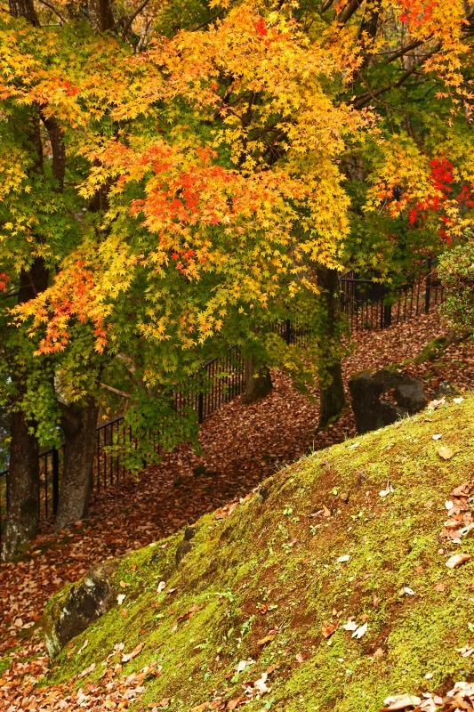 笹川湖の紅葉　　2020-12-18_e0229455_17113731.jpg