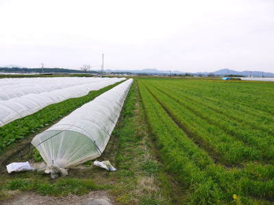 熊本の安全で美味しいお米の紹介!その2:土にこだわる匠のれんげを有機肥料にした『砂田のれんげ米』_a0254656_17045341.jpg