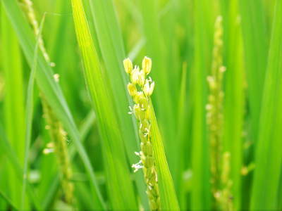 熊本の安全で美味しいお米の紹介!その2:土にこだわる匠のれんげを有機肥料にした『砂田のれんげ米』_a0254656_17360422.jpg