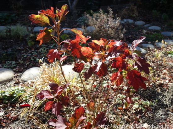 久しぶりの庭散歩 宿根草の花と紅葉_c0293787_13502843.jpg