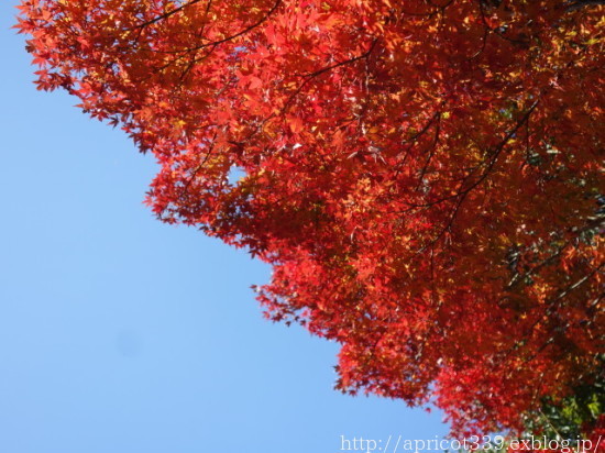 久しぶりの庭散歩 宿根草の花と紅葉_c0293787_14135853.jpg