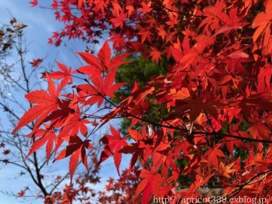 久しぶりの庭散歩 宿根草の花と紅葉_c0293787_14145275.jpg