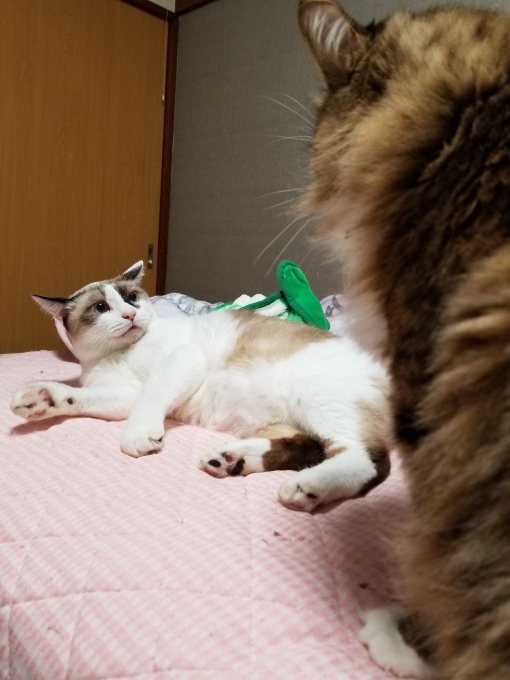 みおぼえのあるかお_c0369492_21081077.jpg