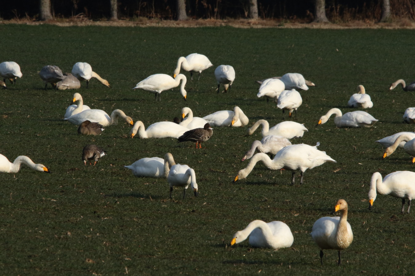 今日のMF 白い鳥さんが多かった : 今日の鳥さんⅡ