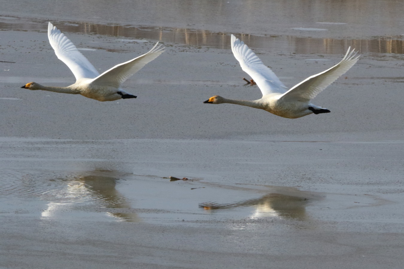 今日のMF 白い鳥さんが多かった : 今日の鳥さんⅡ