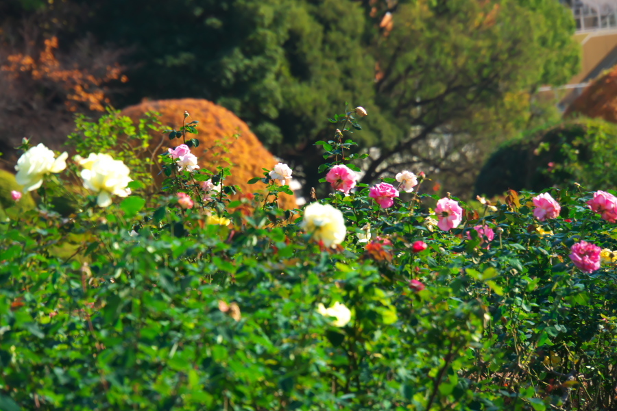 新宿御苑の冬薔薇_a0263109_09312653.jpg