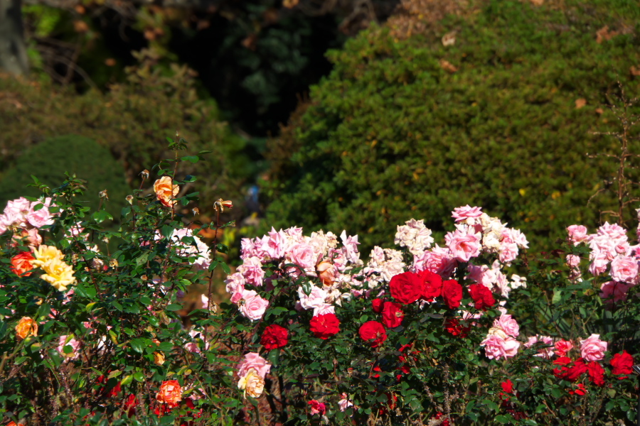 新宿御苑の冬薔薇_a0263109_09322753.jpg