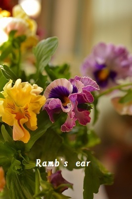 入荷した切り花一部ご紹介 Ramb S Ear ラムズイヤー 入荷した切り花一部ご紹介 Ramb S Ear ラムズイヤー