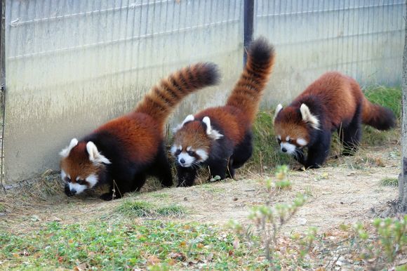 仙台市八木山動物公園の旅行記を姉妹ブログ「レッサーパンダ紀行」にアップしました_e0400609_12430817.jpg