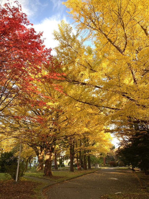 2020年10月 『錦秋の札幌：八剣山、中島公園、北海道大学』October 2020 \"Autumn Color in Sapporo\"_c0219616_17575815.jpg