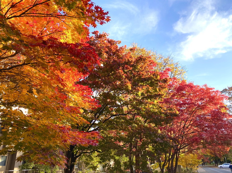 2020年10月 『錦秋の札幌：八剣山、中島公園、北海道大学』October 2020 \"Autumn Color in Sapporo\"_c0219616_17575882.jpg