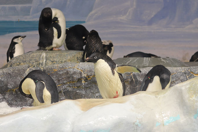 名古屋港水族館 南極の海 ペンギン水槽と世界唯一のナンキョクオキアミ December 19 続々 動物園ありマス