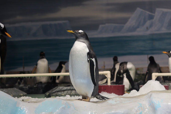 名古屋港水族館 南極の海 ペンギン水槽と世界唯一のナンキョクオキアミ December 19 続々 動物園ありマス 名古屋港水族館 南極の海 ペンギン水槽と世界唯一のナンキョクオキアミ December 19 続々 動物園ありマス