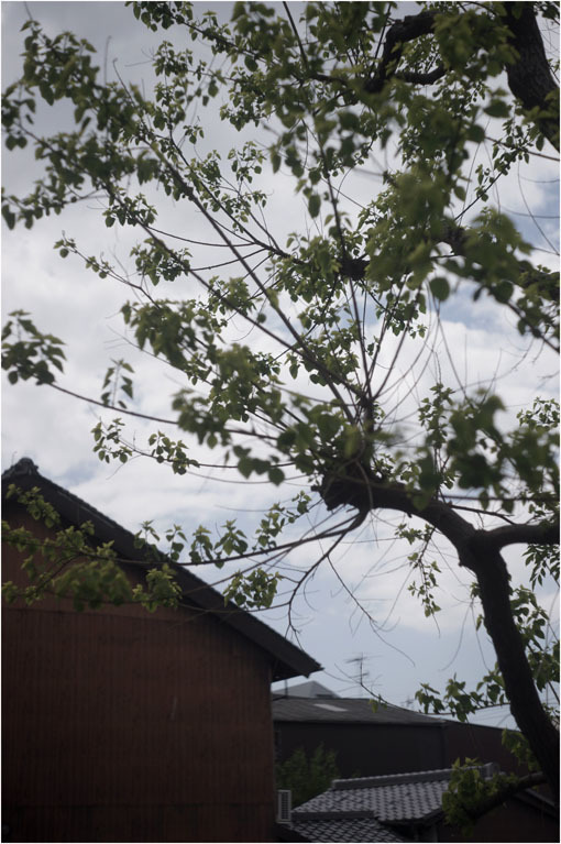 2204 包容感(2020年5月8日エルマー50mmF3.5奈良町をやんわりと包み込み)_b0226423_21452811.jpg