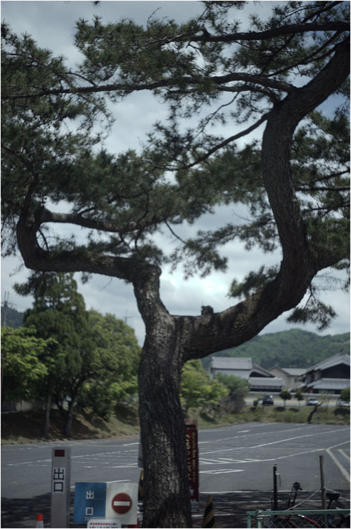 2204 包容感(2020年5月8日エルマー50mmF3.5奈良町をやんわりと包み込み)_b0226423_21535662.jpg
