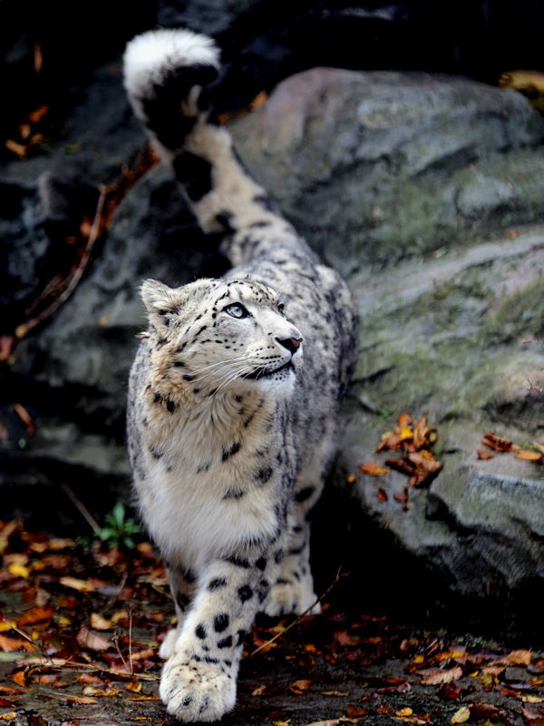 枯れ葉を踏みしめ歩くリヒト 動物園放浪記