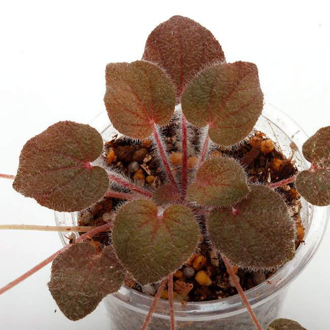 大晦日というのに植物などの情報をご紹介~_d0376039_23393858.jpg