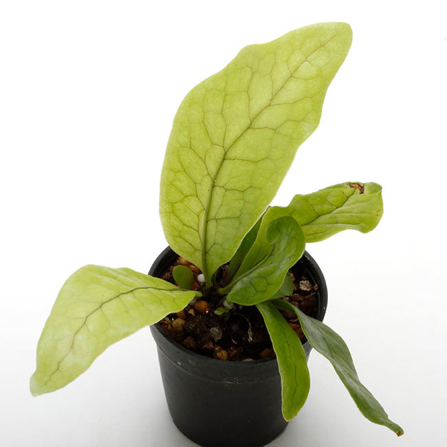 大晦日というのに植物などの情報をご紹介~_d0376039_23511295.jpg