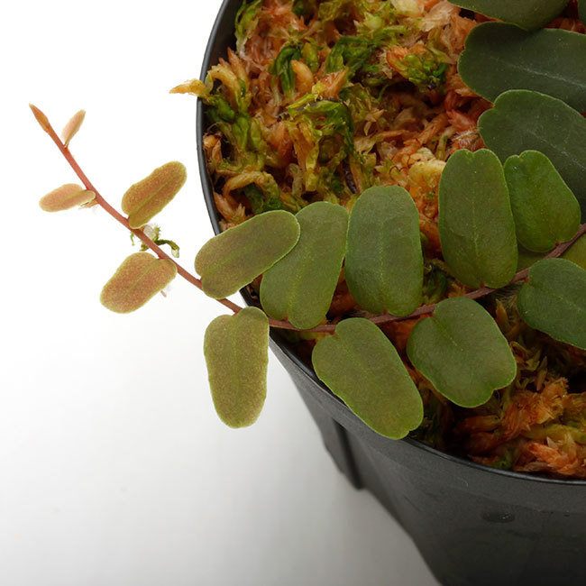 大晦日というのに植物などの情報をご紹介~_d0376039_23580852.jpg