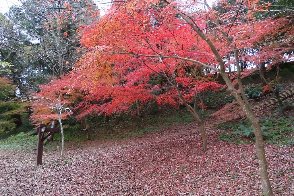 カワセミに出会った（＾＾　　秋色に染まった公園で_b0236251_15532263.jpg