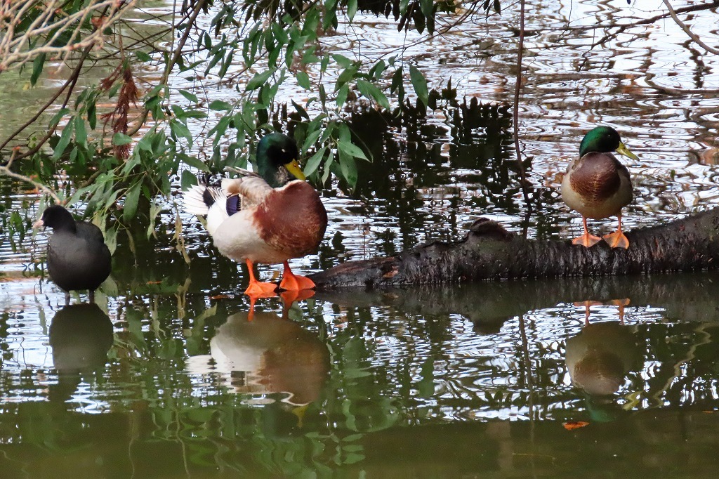 カワセミに出会った（＾＾　　秋色に染まった公園で_b0236251_15545800.jpg