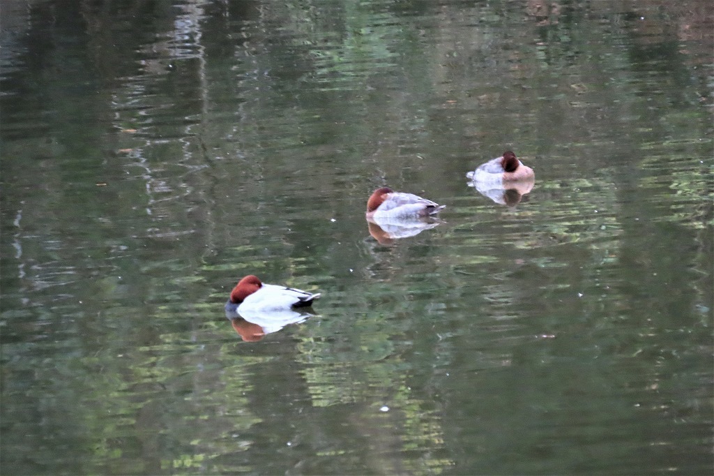 カワセミに出会った（＾＾　　秋色に染まった公園で_b0236251_15570916.jpg