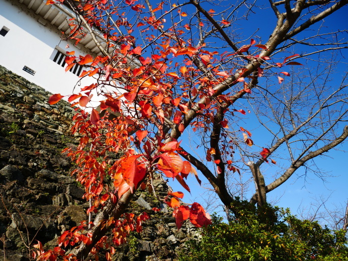 　　名残の紅葉　　 ２０２０-１２-１４　００：００_b0093754_23224072.jpg