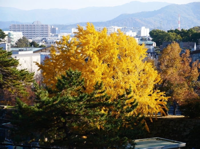 　　名残の紅葉　　 ２０２０-１２-１４　００：００_b0093754_23230312.jpg