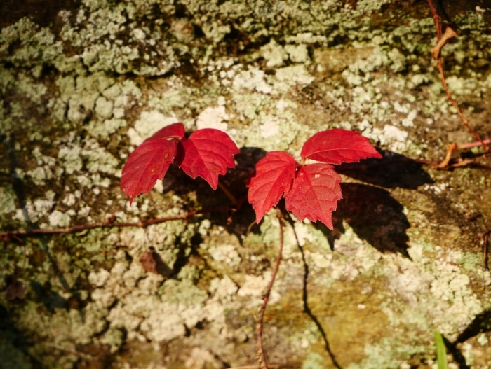 　　名残の紅葉　　 ２０２０-１２-１４　００：００_b0093754_23231346.jpg