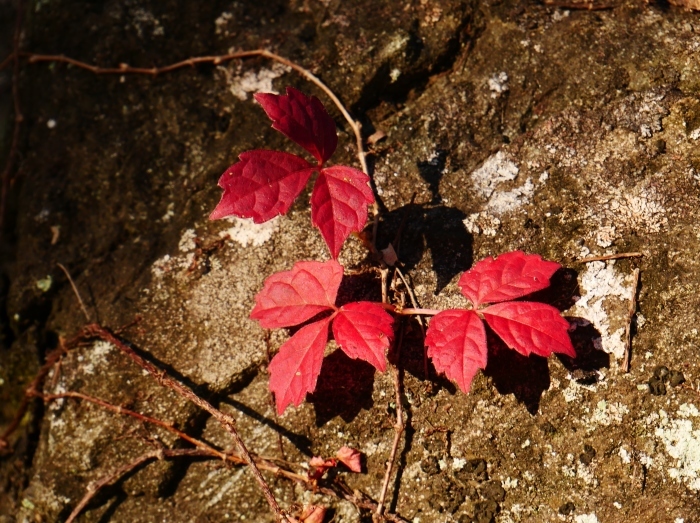 　　名残の紅葉　　 ２０２０-１２-１４　００：００_b0093754_23232286.jpg