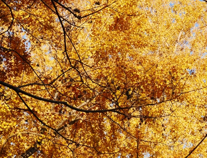　　名残の紅葉　　 ２０２０-１２-１４　００：００_b0093754_23233265.jpg
