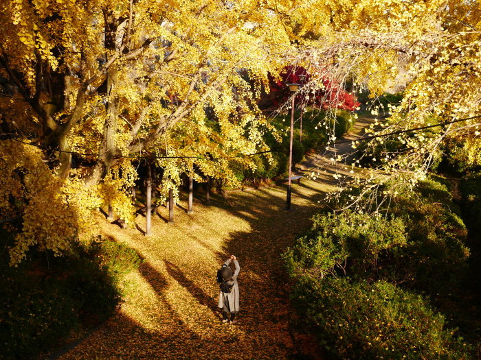 　　名残の紅葉　　 ２０２０-１２-１４　００：００_b0093754_23241822.jpg