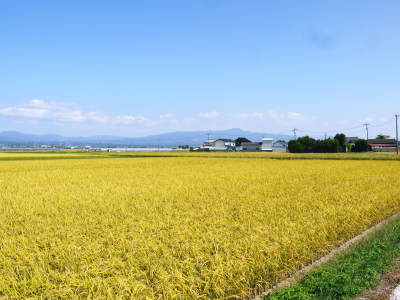 熊本の安全で美味しいお米の紹介!その3:惜しまぬ手間ひまの匠が美しすぎる田んぼで育てた『七城米』_a0254656_16322909.jpg