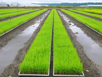 熊本の安全で美味しいお米の紹介!その3:惜しまぬ手間ひまの匠が美しすぎる田んぼで育てた『七城米』_a0254656_17120235.jpg