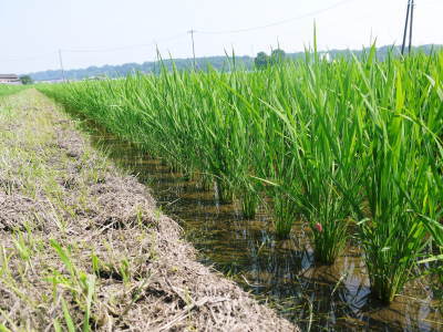 熊本の安全で美味しいお米の紹介!その3:惜しまぬ手間ひまの匠が美しすぎる田んぼで育てた『七城米』_a0254656_17152377.jpg