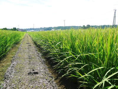 熊本の安全で美味しいお米の紹介!その3:惜しまぬ手間ひまの匠が美しすぎる田んぼで育てた『七城米』_a0254656_17200249.jpg