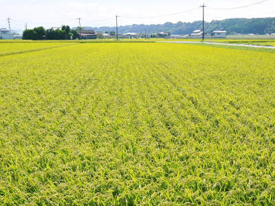 熊本の安全で美味しいお米の紹介!その3:惜しまぬ手間ひまの匠が美しすぎる田んぼで育てた『七城米』_a0254656_17211455.jpg