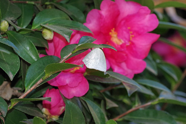 小春日和に越冬蝶観察_e0167571_13463198.jpg