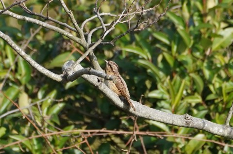 タゲリがやってきた ちょっとだけ野鳥情報 葛西臨海公園 鳥類園