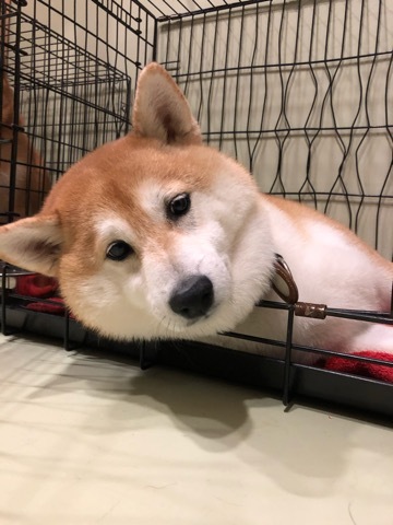 トレーニングブログ_f0357682_19441944.jpeg