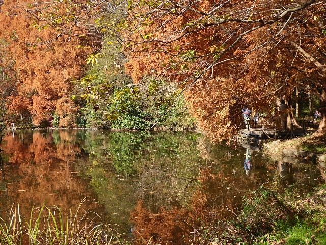 メタセコイアともみじの紅葉 石神井公園ぼっち散歩 ルソイの半バックパッカー旅