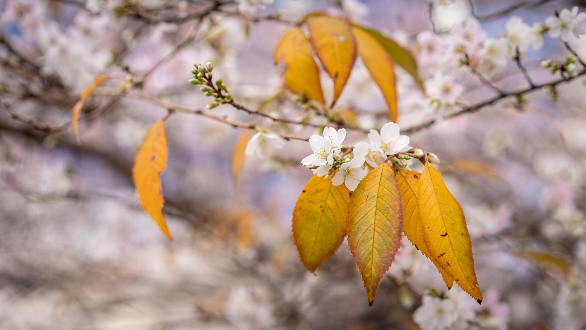 運河を彩る師走の桜_d0353489_20500184.jpg