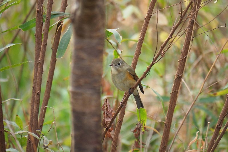 向島百花園の野鳥_e0348392_21091242.jpg