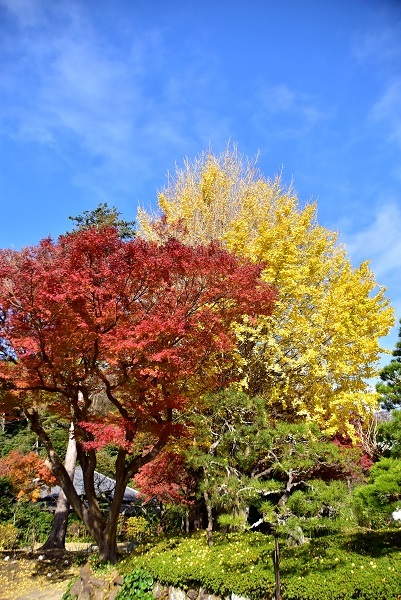 秋 鎌倉紅葉さんぽ 浄妙寺とウィウィのフレンチランチ 明日はハレルヤ 秋 鎌倉紅葉さんぽ 浄妙寺とウィウィのフレンチランチ 明日はハレルヤ