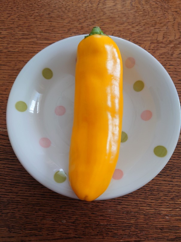 プリンセスパプリカ Chokopiro39 S Blog