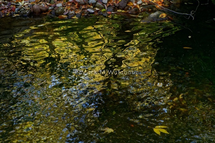 清流の森_e0135098_01172905.jpg